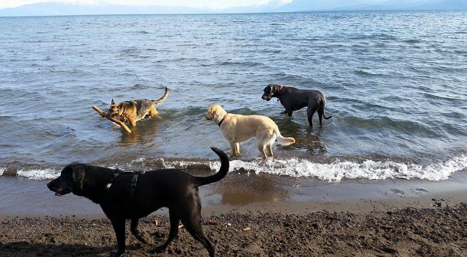 Dog Friendly Hotels | Dog Friendly Things to Do in Lake Tahoe