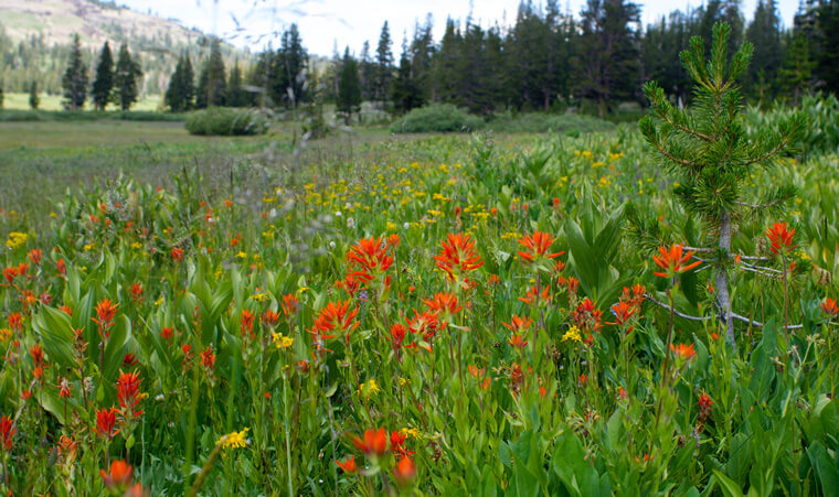 Meiss Meadow | Lake Tahoe Wildflowers
