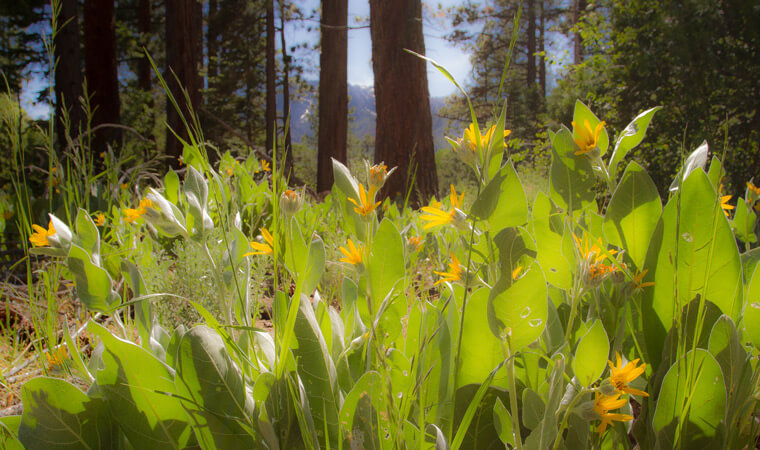 Tahoe Mule Ears | Lake Tahoe Wildflowers