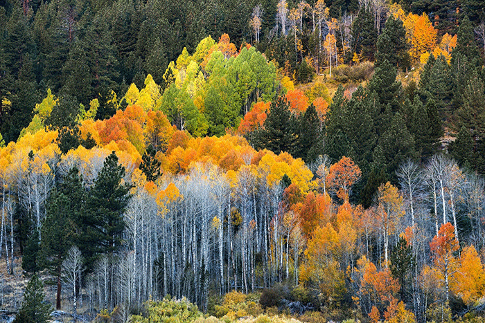 Fall Colors near Lake Tahoe