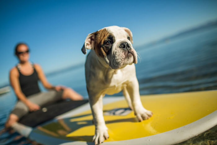 Paddleboard with your Dog on Lake Tahoe