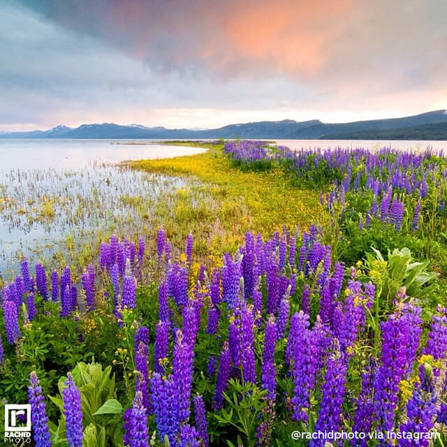 Wildflowers, a huge alpine lake, mountains, a clearing storm and a perfect sunset. Nature has a way of making everything perfect sometimes. | Lake Tahoe, California