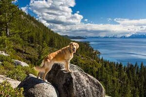 Tahoe Best Friends Doggie Day Care