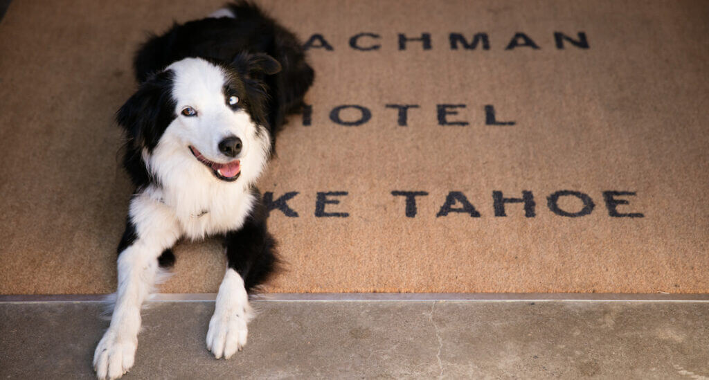 A welcoming dog at the Coachman Hotel Lake Tahoe