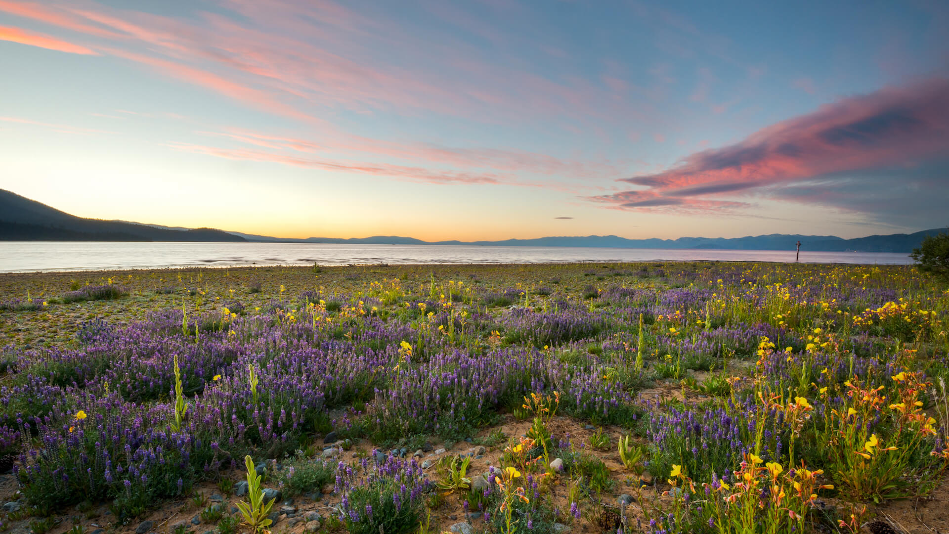 Wild Flowers on the shoreline of Lake Tahoe - Rachid Dahnoun / LTVA