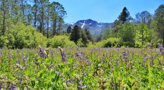Wildflowers base of Mt Tallac Lake Tahoe