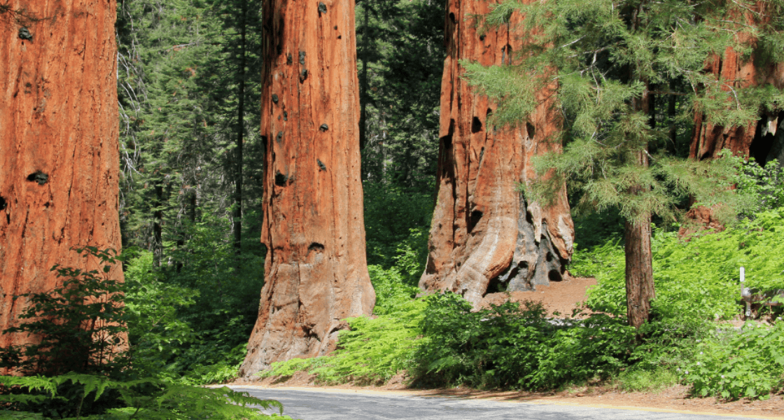A Road Going Through Sequoia National Park
