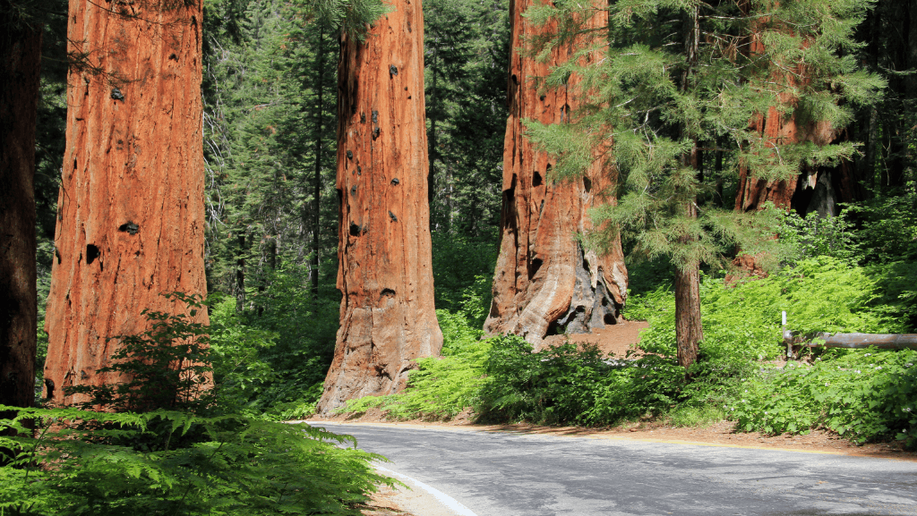You'll Be Spending A Lot of Time Looking Up in Sequoia National Park
