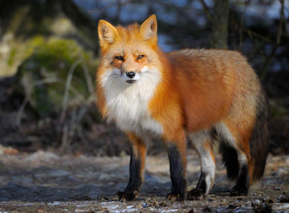 Sierra Nevada Red Fox 