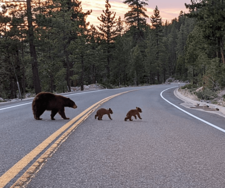 Black Bears crossing the road Tahoe